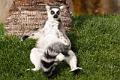 lemur catta